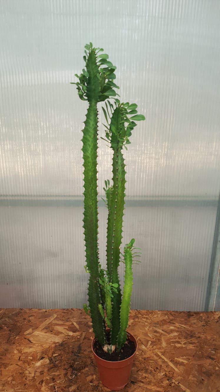 Betonish Euphorbia Trigona Green Sütleğen Kaktüs