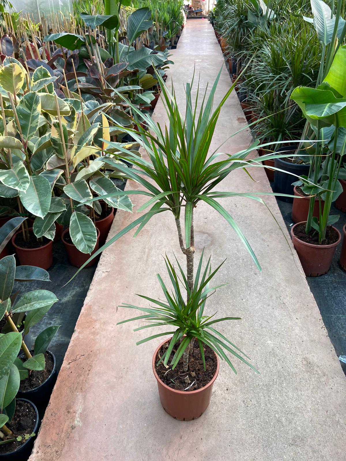 Dracaena Marginata 2 Gövdeli 100 cm