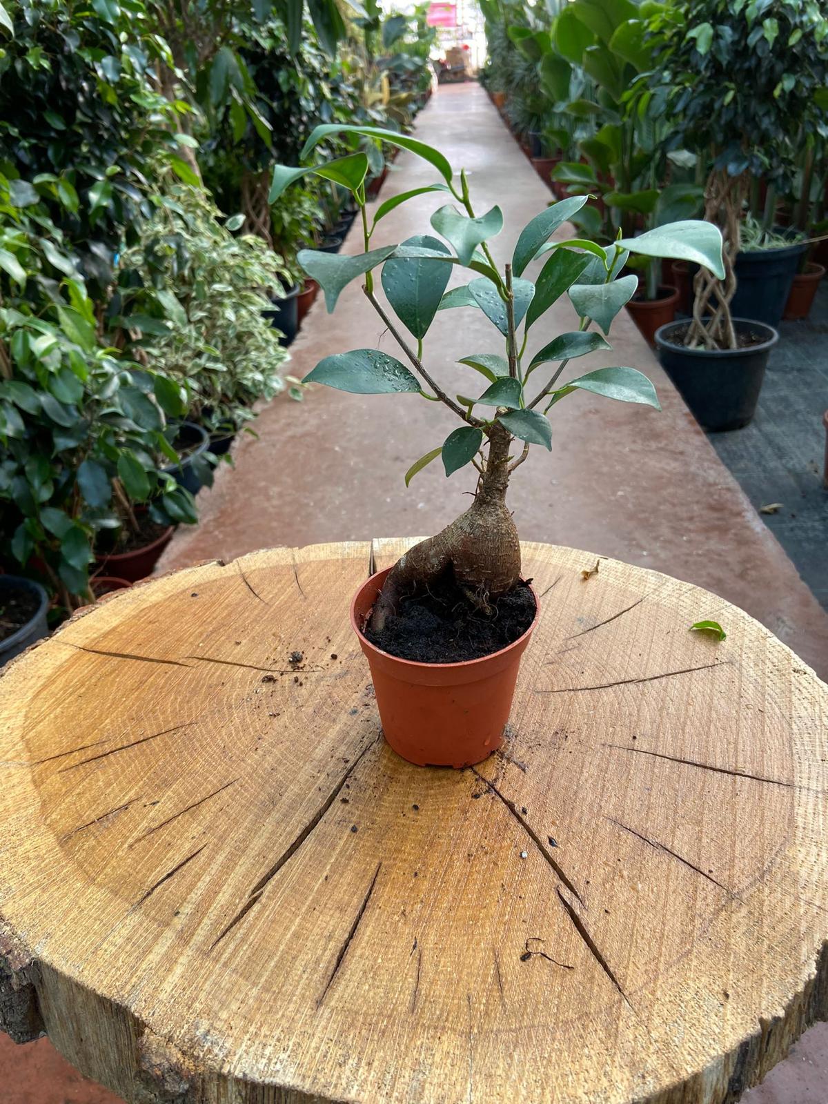 Mini Ficus  Bonsai 15-20 Cm